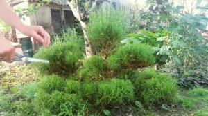 Сантолина, стрижка под ниваки.