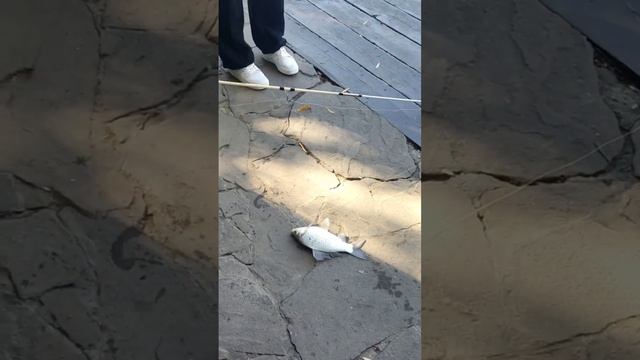 Вот это рыбина,долго боролась прежде чем вытащить и на радостях не вспомнит , как она называется смотреть онлайн