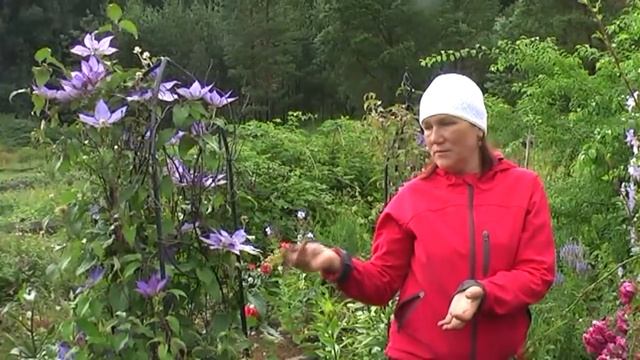 Летнее цветение на нашей плантации смотреть онлайн