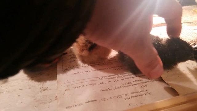 Родились на продажу излишек ухейилюй смотреть онлайн