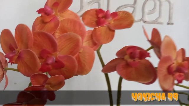 Bunga Anggrek Phalaenopsis Orange | Orchid Phalaenopsis Orange смотреть онлайн