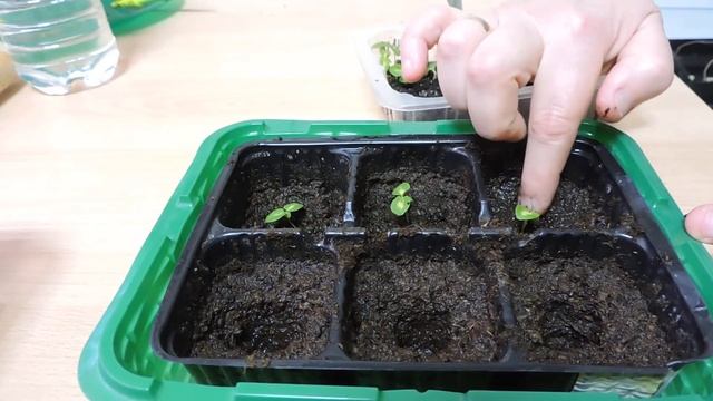 Колеусы. Пересадка по стаканчикам. смотреть онлайн