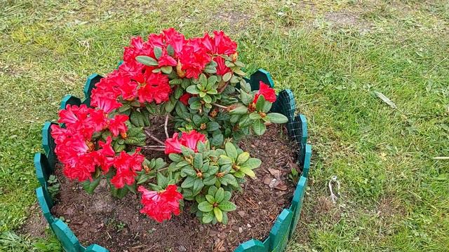 рододендрон ползучий Scarlet Wonder смотреть онлайн