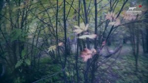 Очень коротенько об охоте на вальдшнепа с немецкой легавой | Добыть на Урале | Рыжий Ус