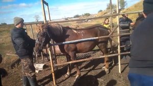 Таврация лошадей жидким азотом