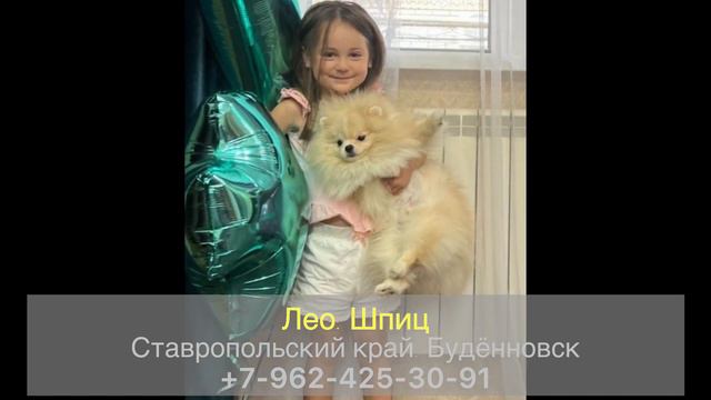 Пропала собака! Лео. Шпиц. Ставропольский край, г.Будённовск, район Карабаглы.