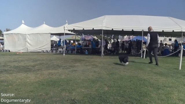 Golden Retriever vs. Border Collie - Which Should You Get? смотреть онлайн