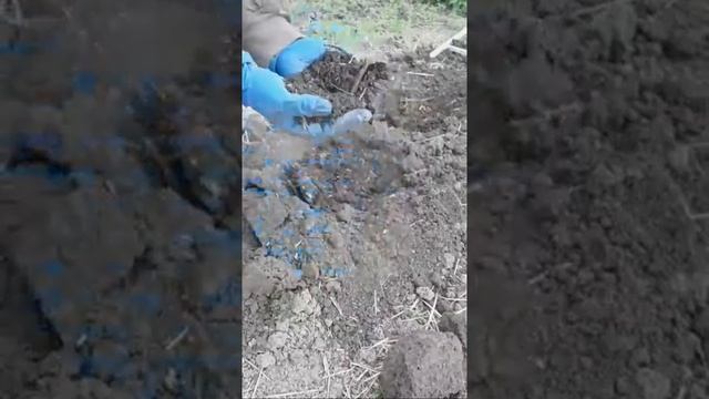 КАК САЖАТЬ КАРТОШКУ. Как сажать картофель чтоб получить хороший урожай..mp4