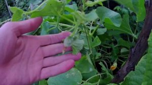 Вертикальная грядка башенного типа для выращивания огурцов и дынь. Вертикальное выращивание огурцов