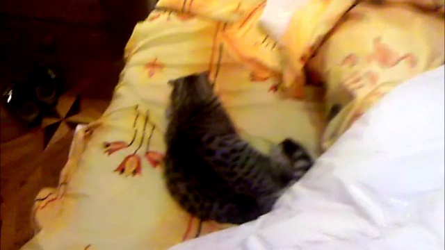 Кошачьи шалости смотреть онлайн