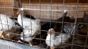 Фронтальная сетка из проволоки 3мм.