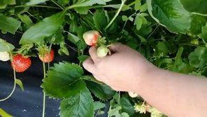 Сорт клубники Олимпия.