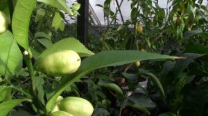Microcitrus inodora Цитрус "Инодора"