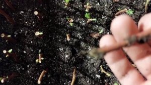 Обзор черенков голубики дюк, пустили корни за две недели?