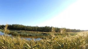 (18 ) УТКА ПОПЁРЛА (охота на утку сезон - осень 2018).mp4