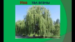 Деревья на татарском языке.Агачлар