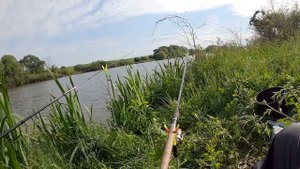 Амур на фидер. Эта прикормка делает своё дело. Рыбалка на оснастку Арбуз.