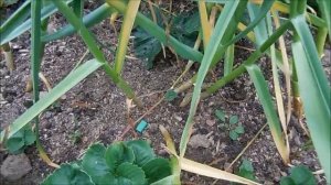 Семейный чеснок. Часть 1