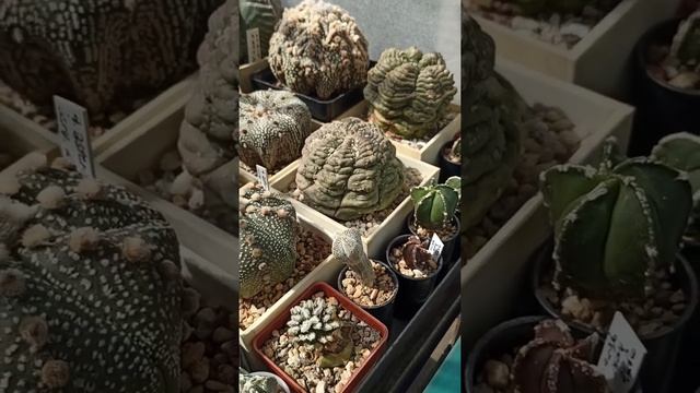 Коллекция кактусов Старовойтова Сергея Николаевича