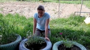 ПЕТУНИИ тайдалы в колесах, алиссум в бочке! Опыт и идея от Ани, какие нюансы важно знать