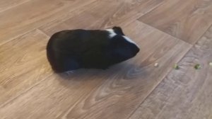 Дрессировки морской свинки.