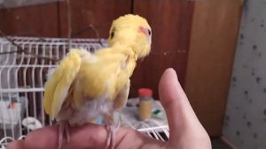 Забавные птенцы какарики