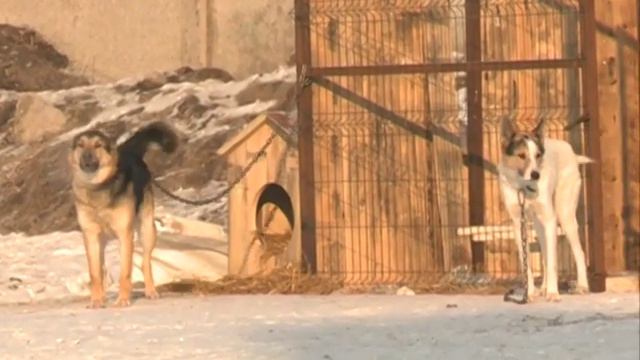 Бездомные собаки в Красноярске