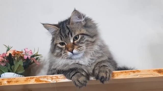 Питомник Сибирских и Невских Маскарадных кошек представляет смотреть онлайн