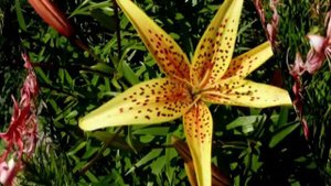 лилии в Сибирcком саду