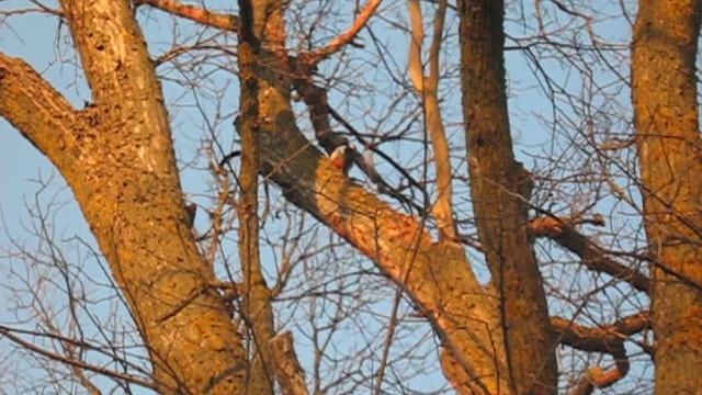 белгородская область дятел долбит дерево Дятел стучит по дереву смотреть онлайн