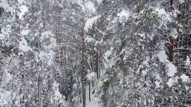 Прогулка по зимнему лесу Красивое видео