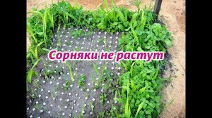 Итог - Посадка деток гладиолусов в ячейках, Японский пион - 18 июня 2019 - Сибирь