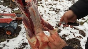 (18+) Молодому охотнику. Снятие шкурки лисы