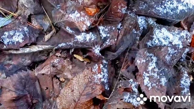 ‼️КАКИЕ ГРИБЫ МОЖНО СОБИРАТЬ В ДЕКАБРЕ??‼️ смотреть онлайн