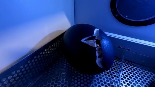 Как появляются на свет эму смотреть онлайн