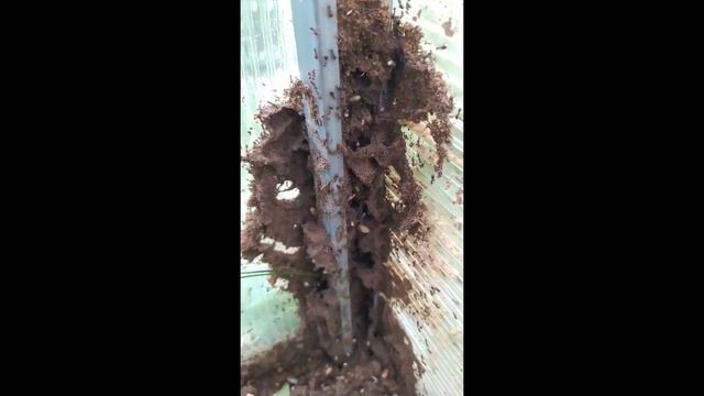 Муравьи в теплице смотреть онлайн