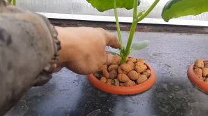 Огурцы на гидропонике и земле. Есть ли разница?