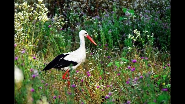 20 августа Марины-Пимены. Маринин день. Приметы и поверья в этот день.
