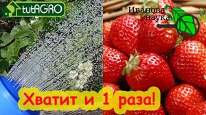 ВСЁ, ЧТО ТЕПЕРЬ НАДО ЗЕМЛЯНИКЕ (КЛУБНИКЕ). И урожай - ВЁДРАМИ! И никаких гнилей и пятен на листьях!