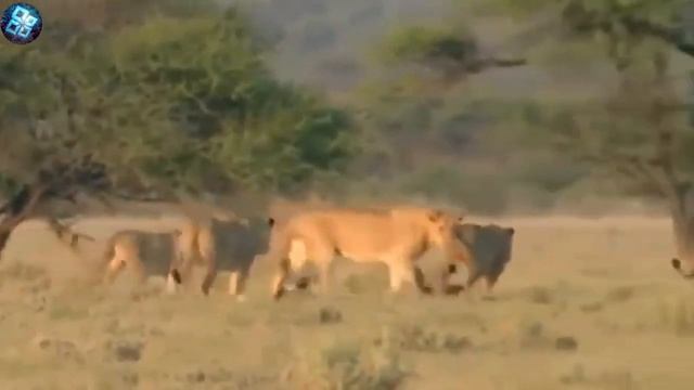 Медоед против всех. смотреть онлайн