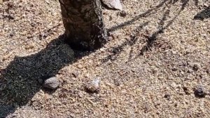 БОРНАЯ КИСЛОТА и МУРАВЬИ.