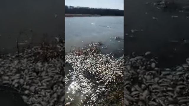 Массовая гибель рыбы на озере Старица в Пугачевском районе