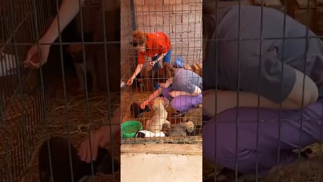 Четыре лапы Ташкент приют. А у нас опять гости. смотреть онлайн