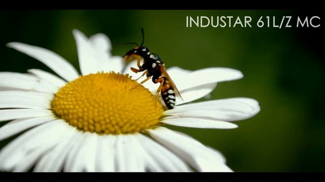 Samsung NX11. Video test. смотреть онлайн