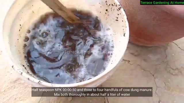 Gladiolus plant Not Flowering / How to grow and care tips Fertilizer For gladiolus plant смотреть онлайн