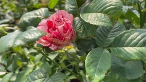 Роза флорибунда `Сентиментал`Rosa (F) `Scentimental`®