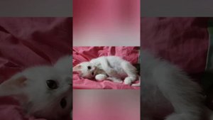 Мой новый питомец ❤️ || Котёнку 2 месяца || январь 2024