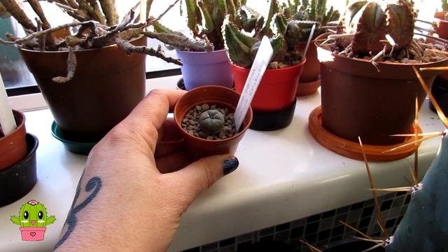 My Cacti From Trichocereus UK Update #cactuscollection #cactus #cacti