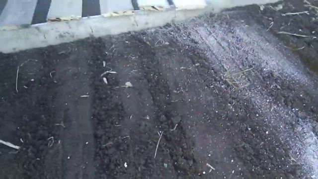 Посадка моркови между досок