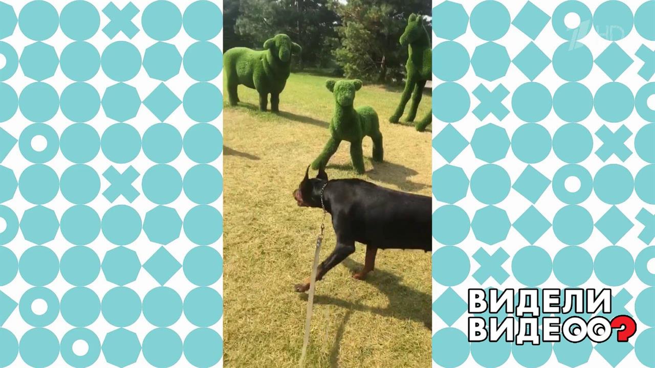 Пугливый и любознательный доберман. Видели видео? Фрагмент выпуска от 18.10.2020